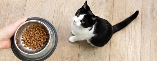 How often should kittens eat wet food best sale